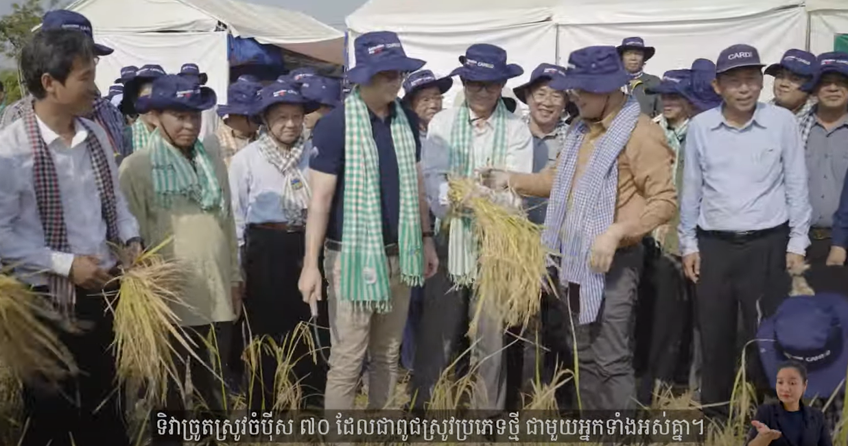 Champei Sar 70 Rice Variety Harvesting Day