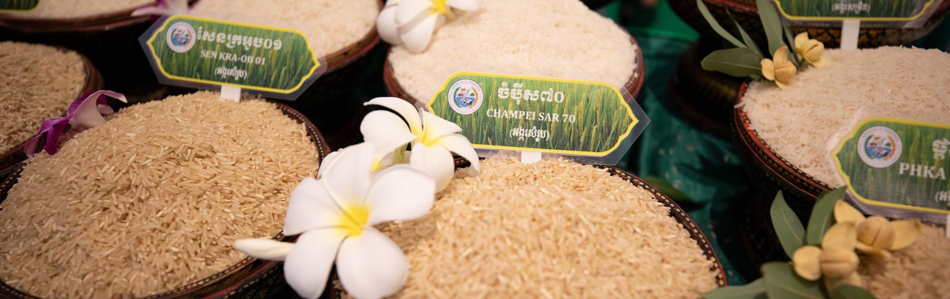 Australia and Cambodia Join Forces to Achieve Rice Export Goal